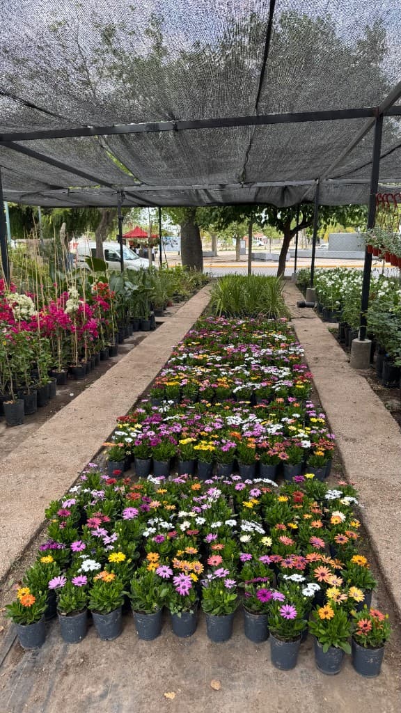 Pasillo de flores de colores en el vivero