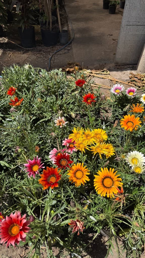 Gazanias de colores vibrantes