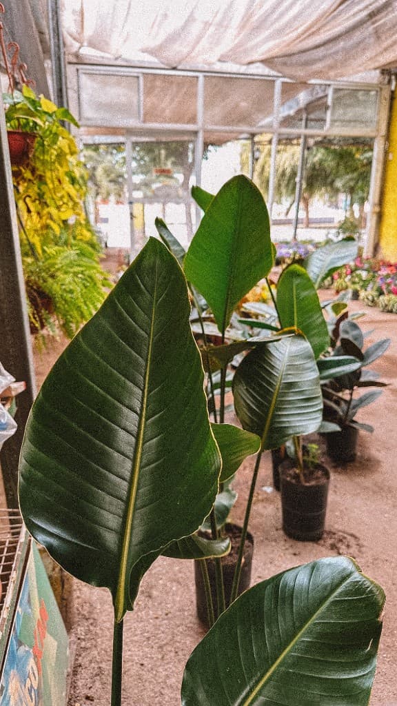 Plantas de interior con hojas grandes en el vivero