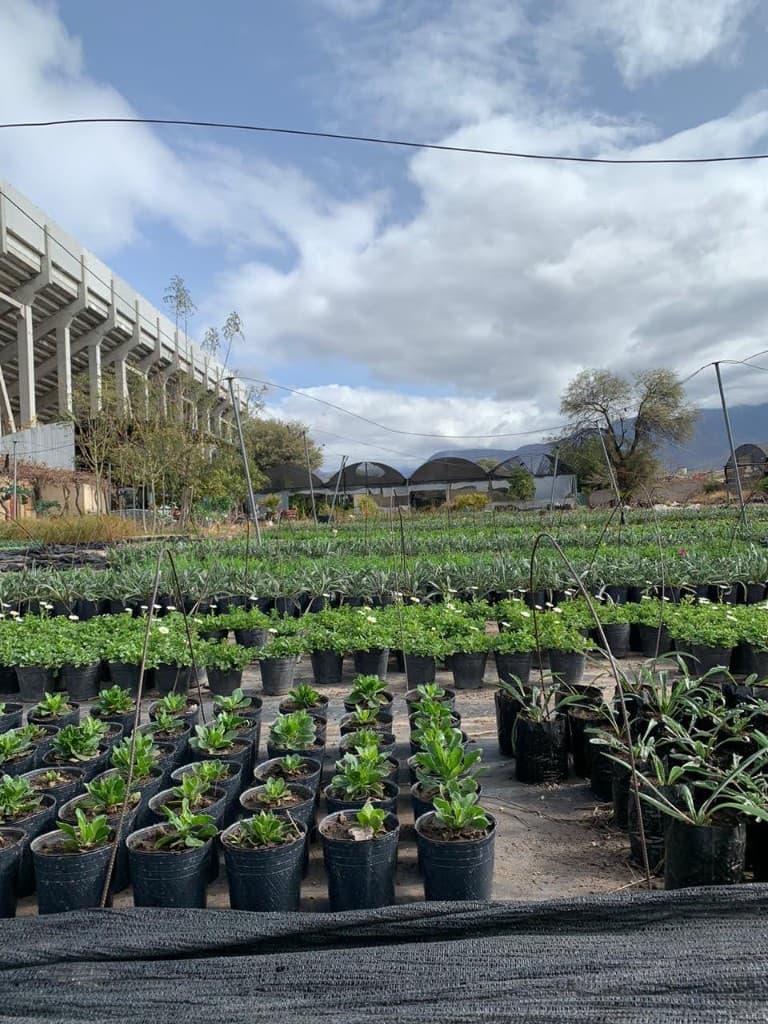 Vista panorámica del vivero con plantines